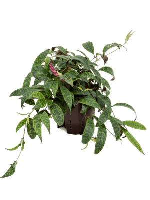 Aeschynanthus Marmoratus D 13 H 20 cm - PlantenShop24 - 22-07-2025