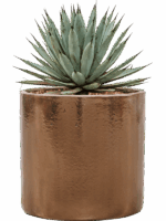 Agave Macroacantha In Cylinder D 27 H 40 cm - PlantenShop24 - 02-06-2025