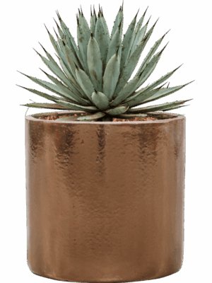 Agave Macroacantha In Cylinder D 27 H 40 cm - PlantenShop24 - 02-06-2025