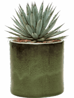 Agave Macroacantha In Cylinder D 27 H 40 cm - PlantenShop24 - 02-06-2025