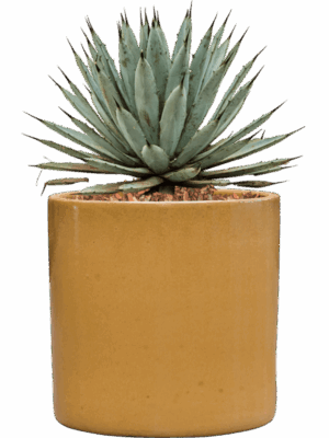 Agave Macroacantha In Cylinder D 27 H 40 cm - PlantenShop24 - 02-06-2025