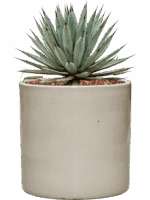 Agave Macroacantha In Cylinder D 27 H 41 cm - PlantenShop24 - 02-06-2025