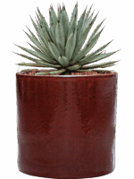 Agave Macroacantha In Cylinder D 27 H 41 cm - PlantenShop24 - 02-06-2025