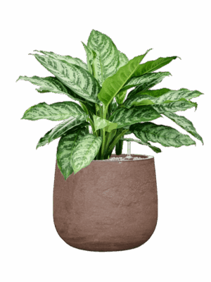 Aglaonema Chantal In Baq Algar D 27 H 64 cm - PlantenShop24 - 30-06-2025