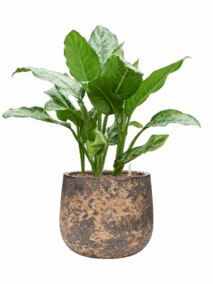 Aglaonema Chantal In Baq Atlas D 18 H 76 cm - PlantenShop24 - 30-06-2025