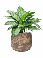 Aglaonema Chantal In Baq Atlas D 27 H 64 cm - PlantenShop24 - 30-06-2025