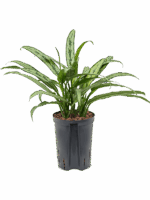 Aglaonema Cutlass D 15 H 40 cm - PlantenShop24 - 23-07-2025