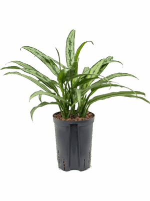 Aglaonema Cutlass D 15 H 40 cm - PlantenShop24 - 11-07-2025