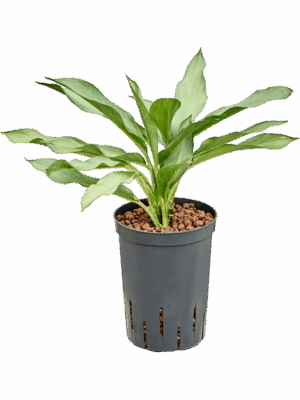 Aglaonema Ghost D 15 H 40 cm - PlantenShop24 - 03-06-2025
