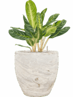 Aglaonema Key Lime In Baq Algar D 27 H 91 cm - PlantenShop24 - 26-06-2025