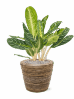 Aglaonema Key Lime In Drypot Rattan Stripe D 27 H 81 cm - PlantenShop24 - 06-06-2025