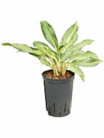 Aglaonema Lucky D 15 H 40 cm - PlantenShop24 - 03-06-2025