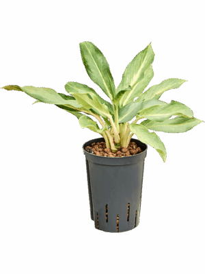 Aglaonema Lucky D 15 H 40 cm - PlantenShop24 - 03-06-2025