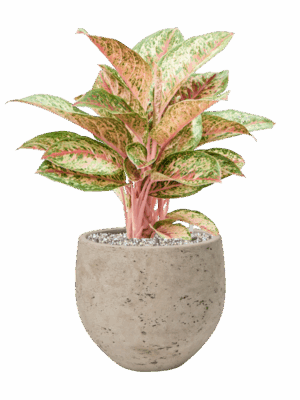 Aglaonema Painted Celebration In Rough D 19 H 50 cm - PlantenShop24 - 05-06-2025