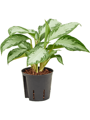 Aglaonema Silver Bay D 13 H 35 cm - PlantenShop24 - 17-06-2025
