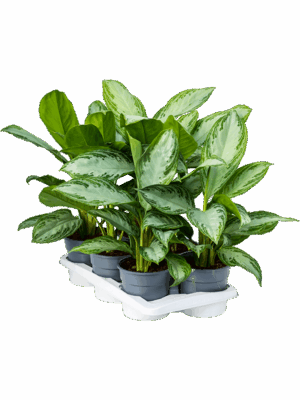 Aglaonema Silver Bay D 17 H 55 cm - PlantenShop24 - 18-06-2025