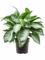 Aglaonema Silver Bay D 27 H 70 cm - PlantenShop24 - 04-06-2025