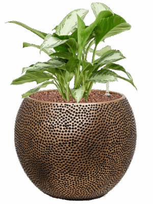 Aglaonema Silver Bay In Baq Opus Hit D 22 H 56 cm - PlantenShop24 - 30-05-2025