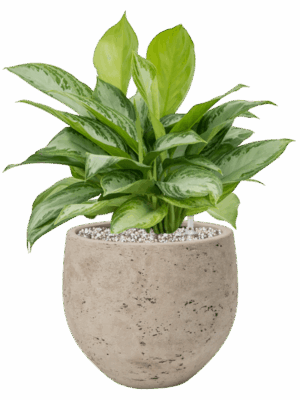 Aglaonema Silver Bay In Rough D 21 H 47 cm - PlantenShop24 - 23-06-2025