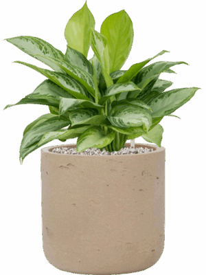 Aglaonema Silver Bay In Rough D 21 H 50 cm - PlantenShop24 - 23-06-2025