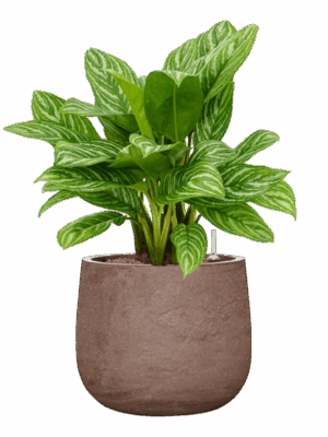Aglaonema Stripes In Baq Algar D 25 H 70 cm - PlantenShop24 - 30-06-2025