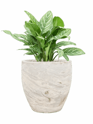 Aglaonema Stripes In Baq Algar D 27 H 85 cm - PlantenShop24 - 26-06-2025