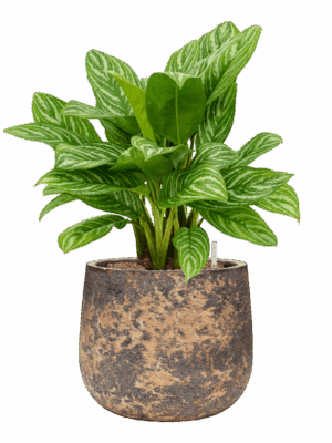 Aglaonema Stripes In Baq Atlas D 25 H 70 cm - PlantenShop24 - 30-06-2025