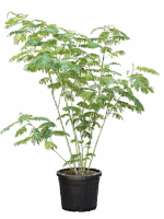 Albizia Julibrissin D 45 H 220 cm - PlantenShop24 - 23-06-2025