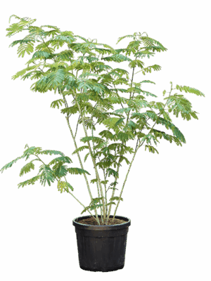 Albizia Julibrissin D 45 H 220 cm - PlantenShop24 - 23-06-2025