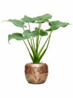 Alocasia Cucullata In Baq Opus Raw D 18 H 98 cm - PlantenShop24 - 09-06-2025