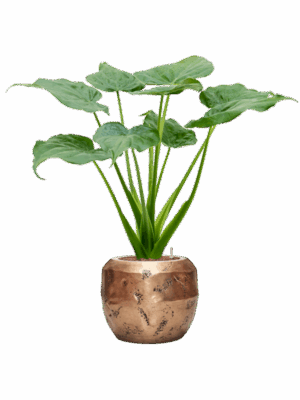 Alocasia Cucullata In Baq Opus Raw D 18 H 98 cm - PlantenShop24 - 09-06-2025