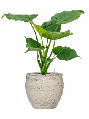 Alocasia Cucullata In Mediterranean D 19 H 64 cm - PlantenShop24 - 21-06-2025