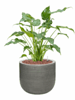 Alocasia Cucullata In Ridged Horizontally D 15 H 63 cm - PlantenShop24 - 09-06-2025