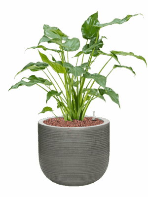 Alocasia Cucullata In Ridged Horizontally D 15 H 63 cm - PlantenShop24 - 09-06-2025