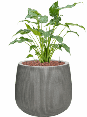 Alocasia Cucullata In Ridged Vertically D 15 H 74 cm - PlantenShop24 - 09-06-2025