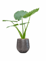 Alocasia Macrorrhizos In Baq Opus Hit D 22 H 155 cm - PlantenShop24 - 03-06-2025