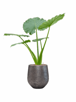 Alocasia Macrorrhizos In Baq Opus Hit D 22 H 155 cm - PlantenShop24 - 03-06-2025