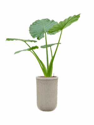 Alocasia Macrorrhizos In Baq Vertical Rib D 22 H 164 cm - PlantenShop24 - 03-06-2025