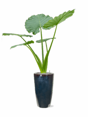 Alocasia Macrorrhizos In Plain D 22 H 197 cm - PlantenShop24 - 13-06-2025
