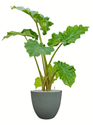 Alocasia Portodora In Artstone D 21 H 92 cm - PlantenShop24 - 20-06-2025