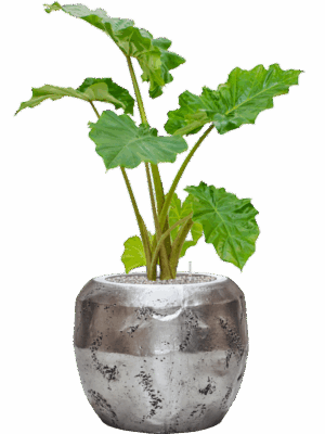 Alocasia Portodora In Baq Opus Raw D 21 H 107 cm - PlantenShop24 - 20-06-2025