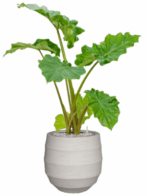 Alocasia Portodora In Bordo D 21 H 97 cm - PlantenShop24 - 20-06-2025