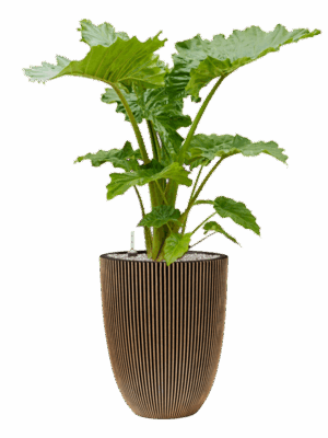 Alocasia Portodora In Capi Nature Groove NL D 35 H 139 cm - PlantenShop24 - 30-05-2025