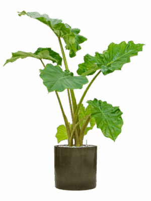 Alocasia Portodora In Cylinder D 21 H 118 cm - PlantenShop24 - 20-06-2025