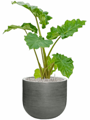 Alocasia Portodora In Ridged Horizontally D 21 H 103 cm - PlantenShop24 - 30-05-2025