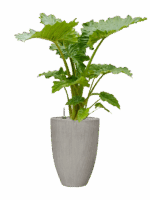 Alocasia Portodora In Ridged Vertically D 35 H 136 cm - PlantenShop24 - 19-06-2025