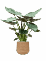 Alocasia Wentii In Baq Dune D 32 H 133 cm - PlantenShop24 - 16-06-2025