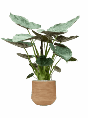 Alocasia Wentii In Baq Dune D 32 H 133 cm - PlantenShop24 - 16-06-2025
