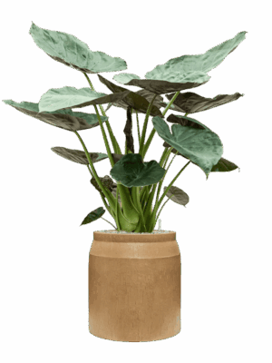 Alocasia Wentii In Baq Raindrop D 32 H 148 cm - PlantenShop24 - 16-06-2025