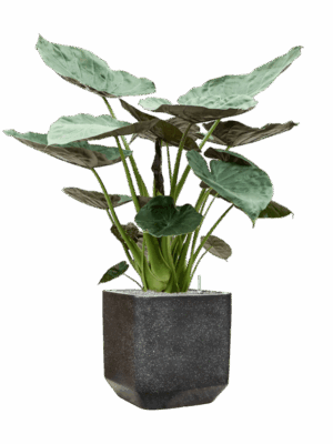 Alocasia Wentii In Baq Terrazzo D 32 H 142 cm - PlantenShop24 - 16-06-2025